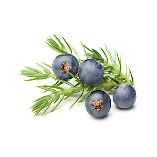Wacholderbeeren