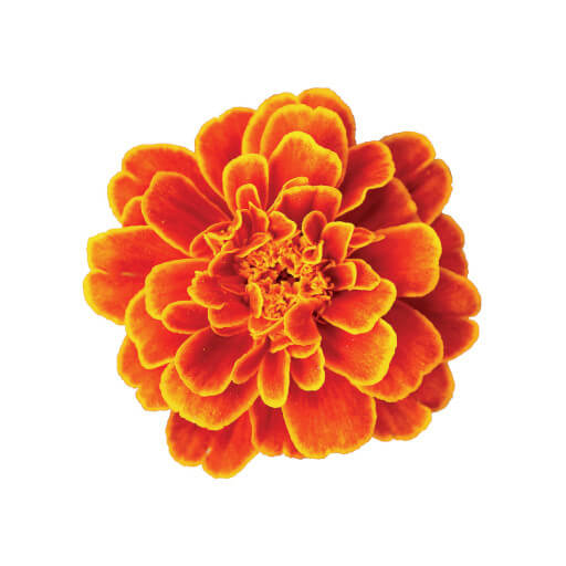 Ringelblume