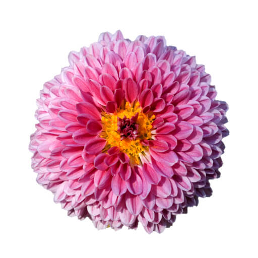 Chrysantheme