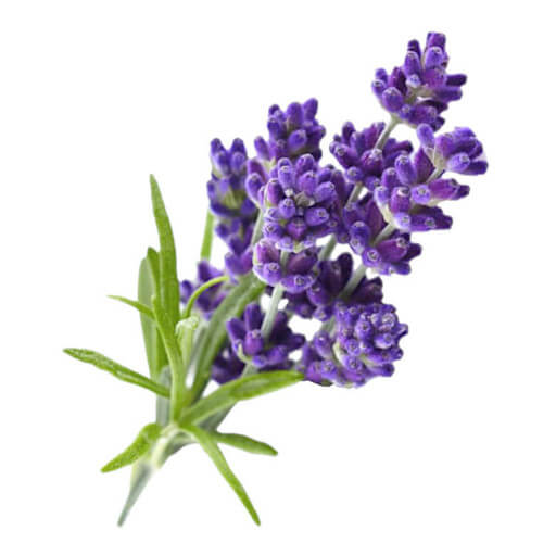 Lavendel