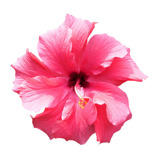 Hibiskus