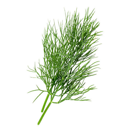 Fenchel