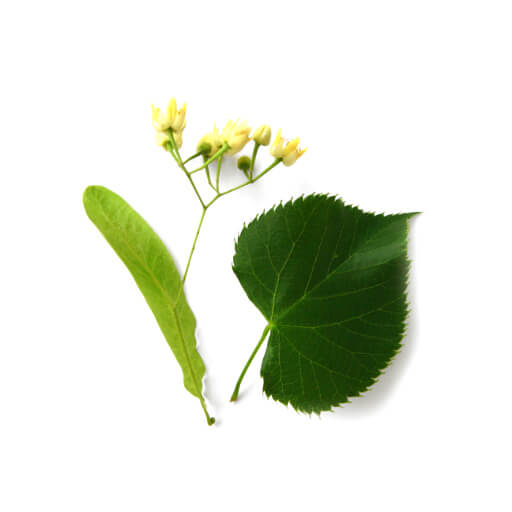 Lindenblüten