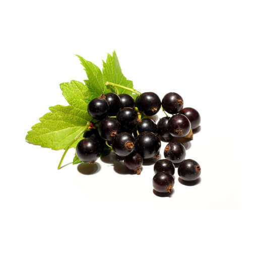 Schwarze Johannisbeere