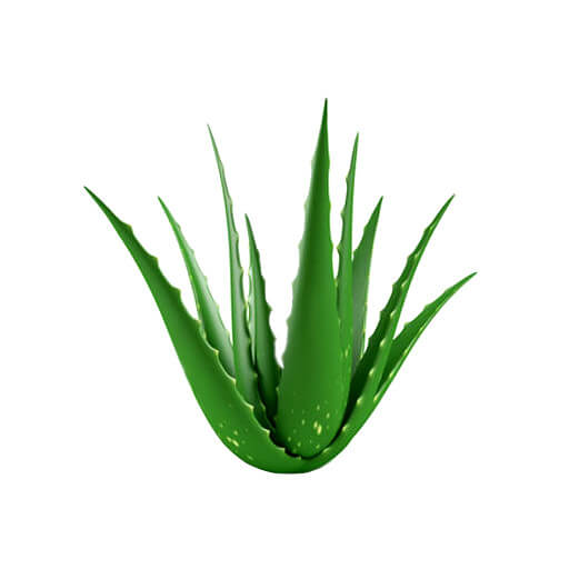 Aloe vera